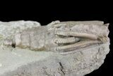 Bargain, Macrocrinus Crinoid Fossil - Crawfordsville, Indiana #68481-1